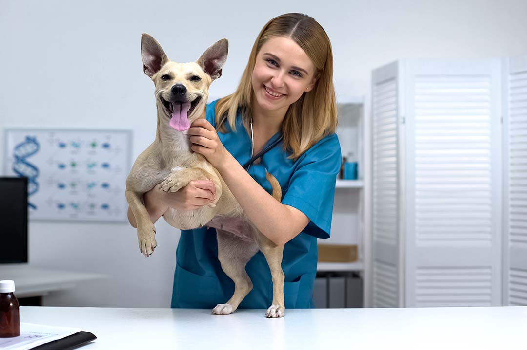Technik weterynarii - kurs zawodowy z kwalifikacjami ROL.11. i ROL.12
