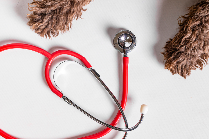 Jakie zawody studiować, aby pracować ze zwierzętami