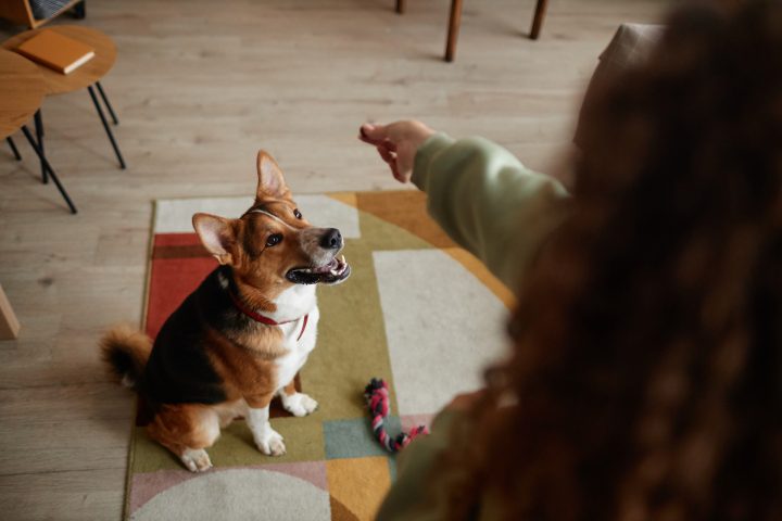behawiorystyka zwierząt​